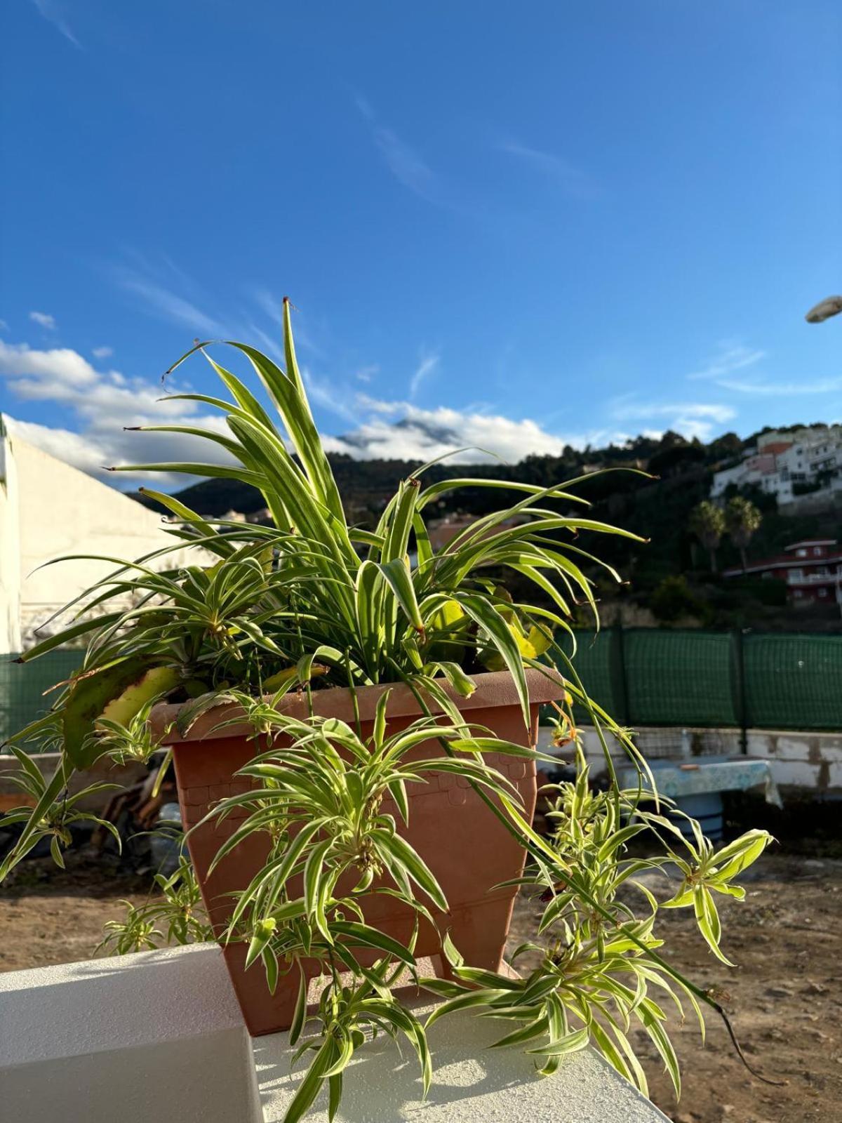 Гостевой дом La Trinidad Ла-Гуанча Экстерьер фото